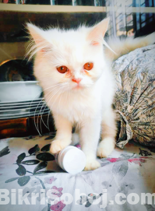 Pure Persian Male Kitten Fixed Price